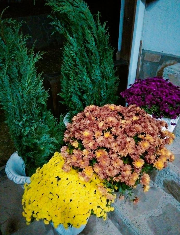 Vila Roxana Pangarati Ngoại thất bức ảnh